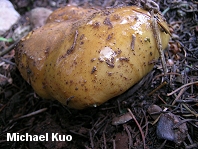 Cortinarius elegantio-montanus