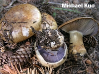 Cortinarius glaucopus