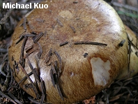 Cortinarius glaucopus