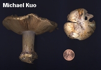 Cortinarius glaucopus