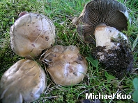 Cortinarius infractus