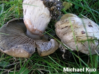 Cortinarius infractus