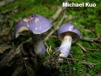 Cortinarius iodeoides