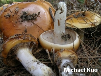 Cortinarius mucosus