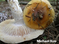 Cortinarius mucosus