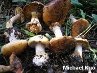 Cortinarius multiformis