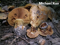 Cortinarius olearioides