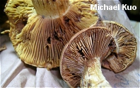 Cortinarius olearioides