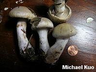 Cortinarius ophiopus