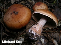 Cortinarius privignoides