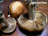 Cortinarius privignoides