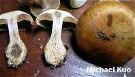 Cortinarius privignoides