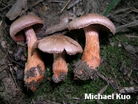 Cortinarius rubripes