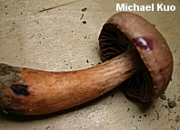 Cortinarius rubripes