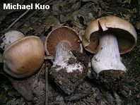 Cortinarius species 01