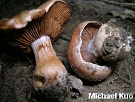 Cortinarius species 01