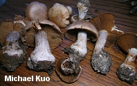 Cortinarius species 01