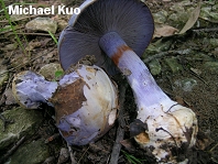 Cortinarius species 02