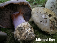 Cortinarius species 02