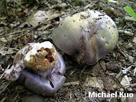 Cortinarius species 02