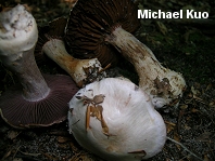 Cortinarius subpulchrifolius