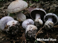 Cortinarius subpulchrifolius