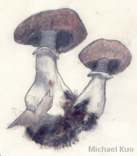 Cortinarius torvus