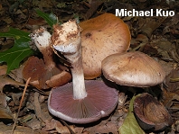 Cortinarius torvus