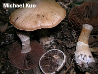 Cortinarius torvus