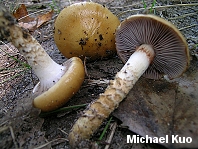 Cortinarius trivialis