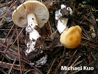 Cortinarius vibratilis