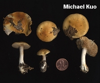 Cortinarius vibratilis