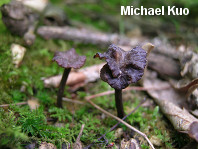 Craterellus calyculus