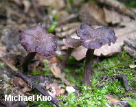 Craterellus calyculus