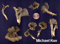 Craterellus foetidus