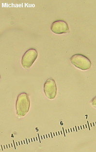 Craterellus foetidus