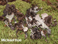 Craterellus species 01