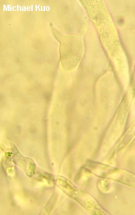 Craterellus species 01