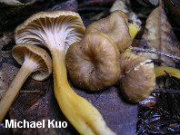 Craterellus species 02