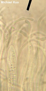 Cudonia circinans