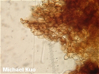 Flammulaster erinaceella