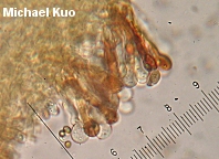 Flammulaster erinaceella