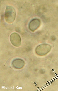 Floccularia fusca