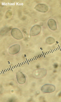 Floccularia pitkinensis