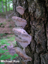 Fomitopsis spraguei