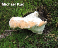 Fomitopsis spraguei