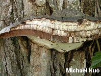 Ganoderma applanatum