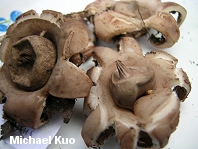 Geastrum elegans