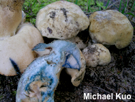 Gyroporus cyanescens