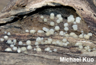 Helicogloea compressa